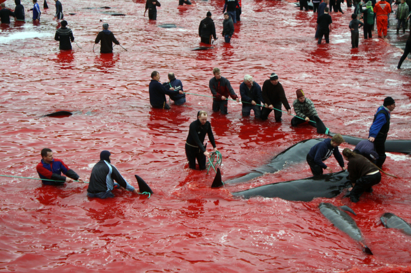 The water turned blood red during a hunt in August 2015. Photo credit: Mayk Wendt / Sea Shepherd